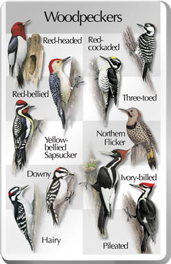 Woodpecker Sondcard