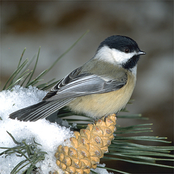 Chickadee