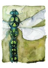 Dragonfly Notecards