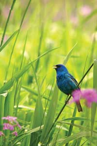 Indigo Bunting Journal