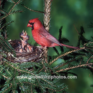 Birdhouses For Cardinals. Northern Cardinal