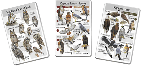 Raptor - 3 Card Set