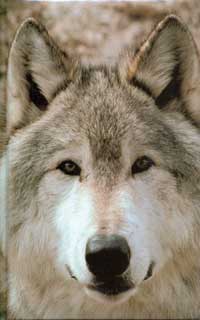 Wolf Journal