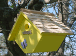 Wren House, Diamond, Yellow, Shingles