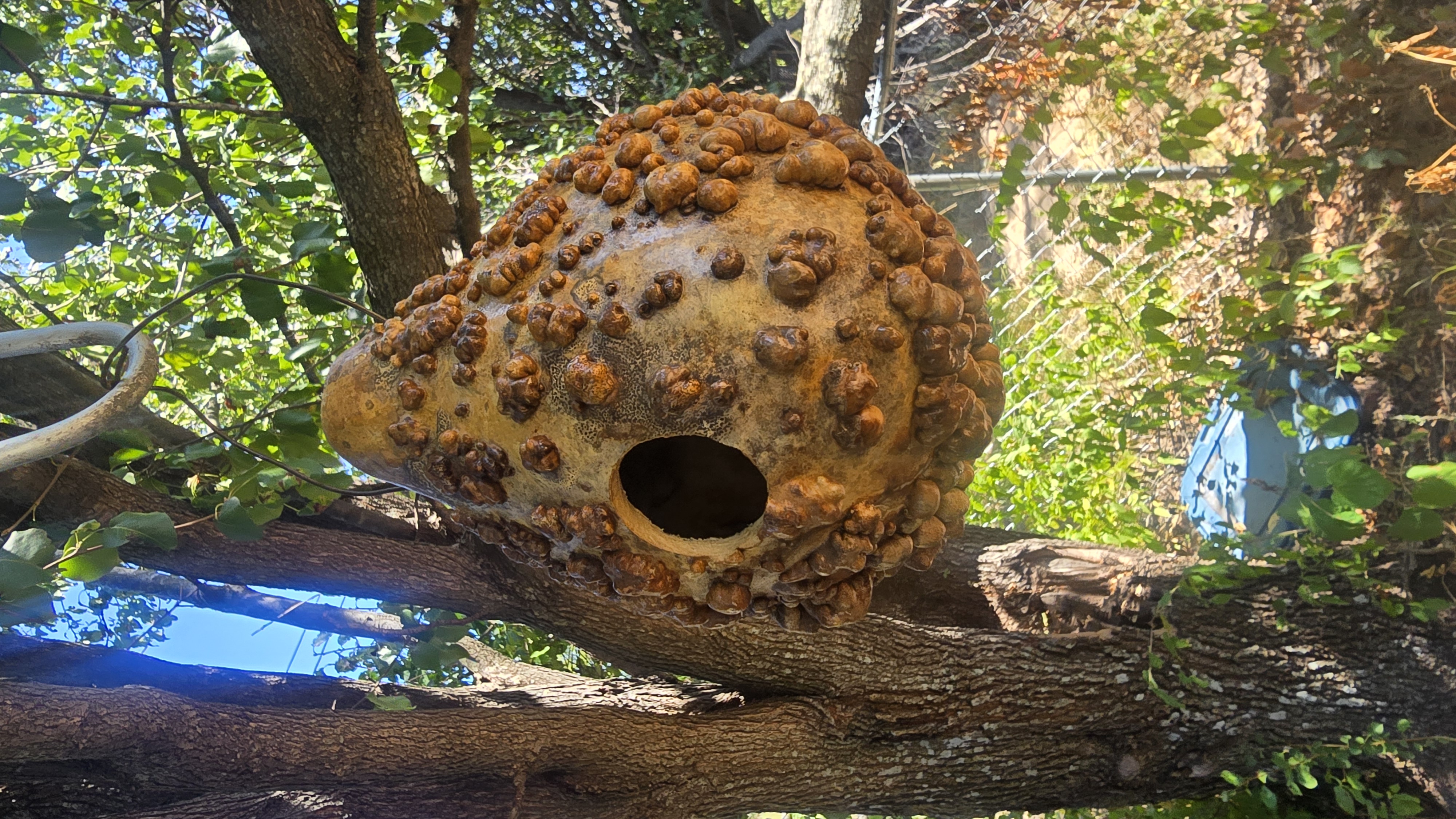 Warty Gourd Birdhouse